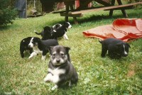 /album/sled-dogs/scan0003-jpg/