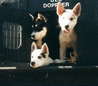 /album/sled-dogs/truckpups2-jpg1/