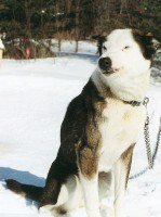 /album/sled-dogs/growl-jpg1/