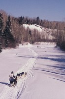 /album/sled-dogs/race-jpg1/